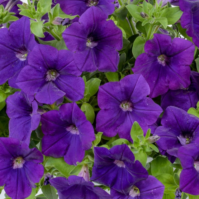 Cascadias™ Petunia, Petunia hybrida Cascadias™ Series Patented