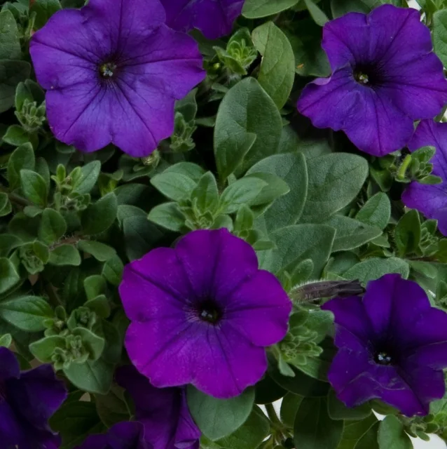 Deep purple funnel-shaped flowers of Cascadias™ Petunia (Petunia hybrida) with dark centers, displayed in a full plant view showing dense green foliage and multiple blooms in various stages, demonstrating the variety's flowering abundance.