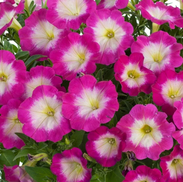 Cascadias™ Petunia (Petunia hybrida Cascadias™ Series) displaying masses of bicolor flowers with hot pink petals and cream-white centers with yellow stamens, viewed from above showing full bloom density and foliage, demonstrating the variety's prolific flowering habit.