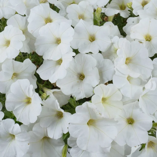 Cascadias™ Iceberg Petunia (Petunia hybrida) displaying abundant pure white flowers with soft yellow centers, densely clustered overhead view showing full bloom coverage and lush green foliage, demonstrating the variety's prolific flowering habit.