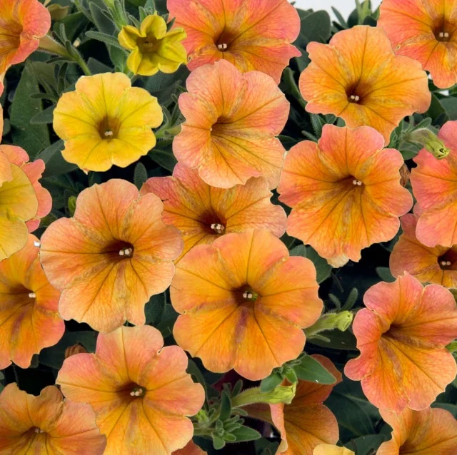 Cascadias Indian Summer Petunia (Petunia hybrida) displaying warm-toned flowers in shades of orange, coral, and yellow with deep burgundy centers and radiating veins, shown as a full flowering display in a container to demonstrate mature blooming density and color range.