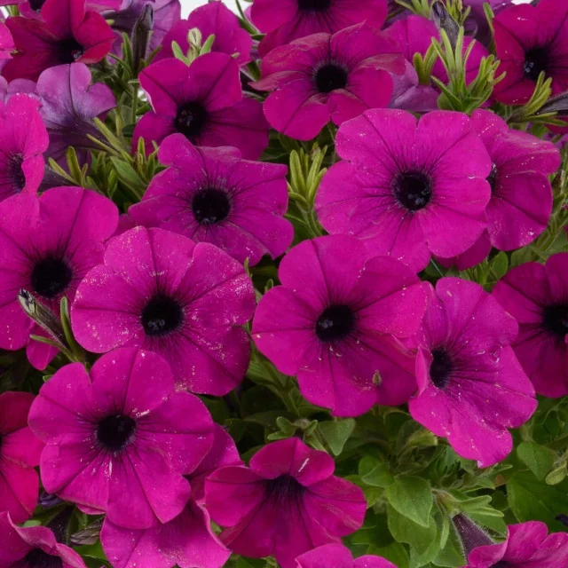 Cascadias Passion Petunia (Petunia hybrida Cascadias™ Series) displays abundant magenta-pink flowers with dark centers, clustered densely with green foliage and buds, showing the variety's prolific blooming habit in a garden setting.