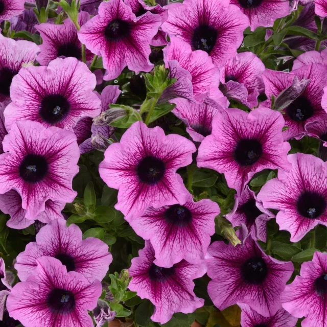 Cascadias Pink Spark Petunia (Petunia hybrida) displaying vibrant magenta-pink flowers with deep purple-black star-shaped centers, shown at full bloom with lush green foliage, demonstrating the variety's prolific flowering habit for container and garden use.
