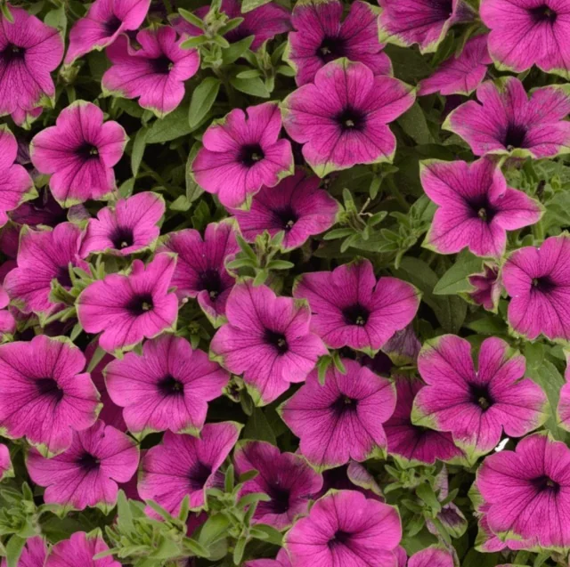 Cascadias™ Petunia (Petunia hybrida) displaying vibrant magenta-pink flowers with dark purple-black throats, blooming densely among green foliage, shown in full flower to demonstrate the plant's abundant flowering habit and mature color intensity.