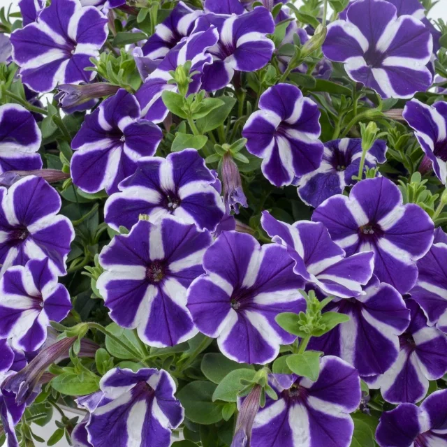Cascadias™ Purple Gem Petunia (Petunia hybrida) displaying abundant deep purple flowers with white center stripes, full bloom showing dense flowering habit and bright green foliage, demonstrating prolific blooming performance in garden display.