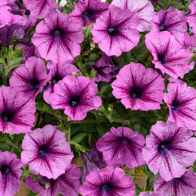 Cascadias Purple Spark Petunia with vibrant magenta-pink flowers featuring deep purple veining and dark centers, densely clustered blooms with green foliage, shown at full flower to demonstrate prolific blooming habit.