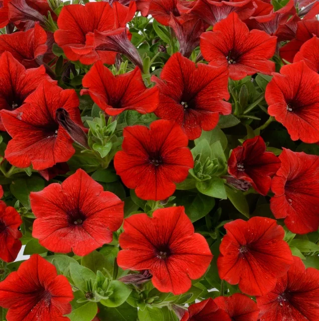 Cascadias™ Petunia (Petunia hybrida), a profusion of bright red flowers with dark red veining and black centers, surrounded by green foliage and buds, shown at full bloom demonstrating the variety's abundant flowering habit.