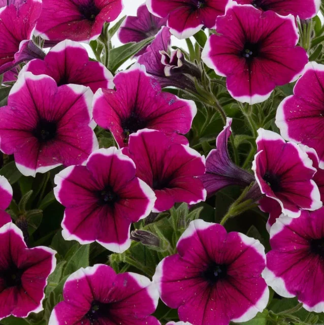 Close-up of Cascadias Rim Cherry petunias with vivid magenta-pink blooms featuring white picotee edges and dark centers, surrounded by green foliage, displaying the dense flowering habit of this cascading variety.