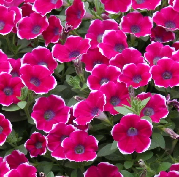Cascadias™ Petunia (Petunia hybrida Cascadias™ Series) displaying dense clusters of vibrant magenta flowers with white-edged ruffled petals and dark centers, surrounded by green foliage, showing full bloom abundance for garden color impact.
