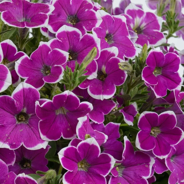 Cascadias™ Petunia (Petunia hybrida) displays vibrant magenta flowers with white picotee edges and dark centers, shown in a close-up view of multiple blooms at peak flowering, demonstrating the variety's abundant color and decorative appeal.