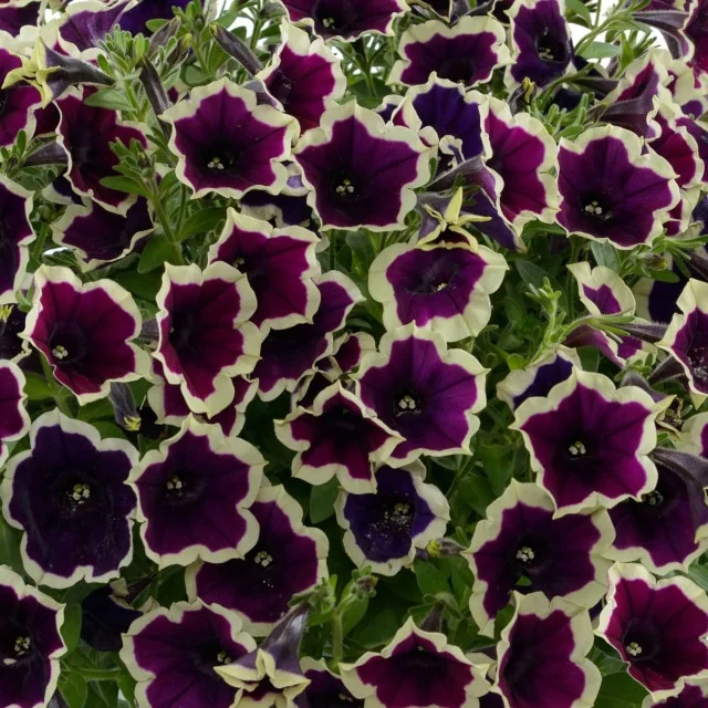 Cascadias Rim Magenta petunia (Petunia hybrida Cascadias™ Series) displaying densely packed flowers with deep magenta-purple centers and cream-white ruffled edges, viewed from above to show abundant blooming habit and green foliage, demonstrating the variety's prolific flowering performance.