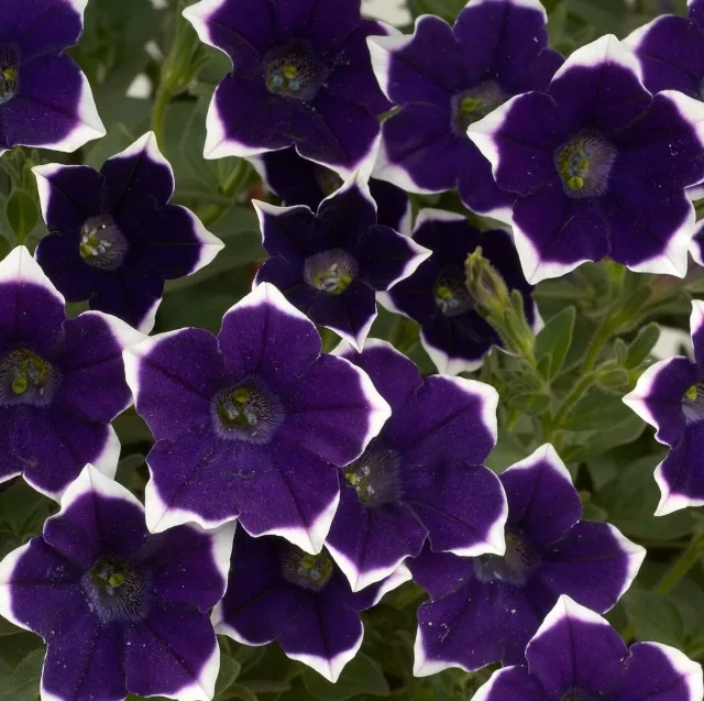 Cascadias Rim Violet petunia flowers in full bloom, showing deep purple petals with distinctive white picotee edges and yellow centers. Multiple star-shaped blooms clustered together with green foliage, demonstrating the variety's striking two-tone coloring and profuse flowering habit.