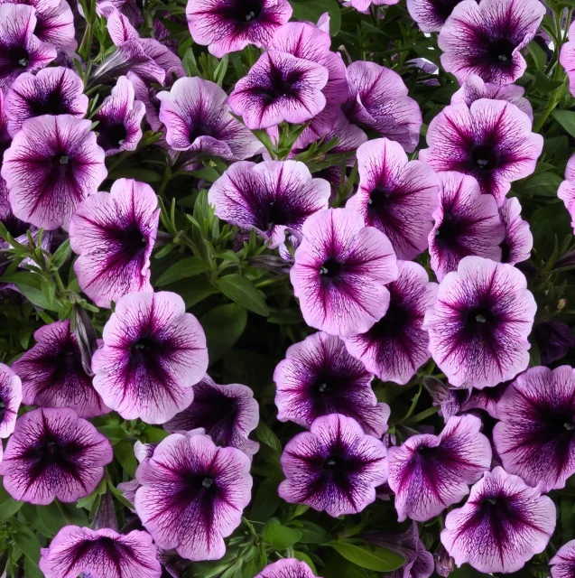 Cascadias™ Petunia (Petunia hybrida) displaying abundant bright magenta-pink flowers with deep purple-black throats and delicate veining. Multiple blooms shown at various angles in full flower, demonstrating the variety's prolific flowering habit and compact mounded growth pattern in a garden setting.