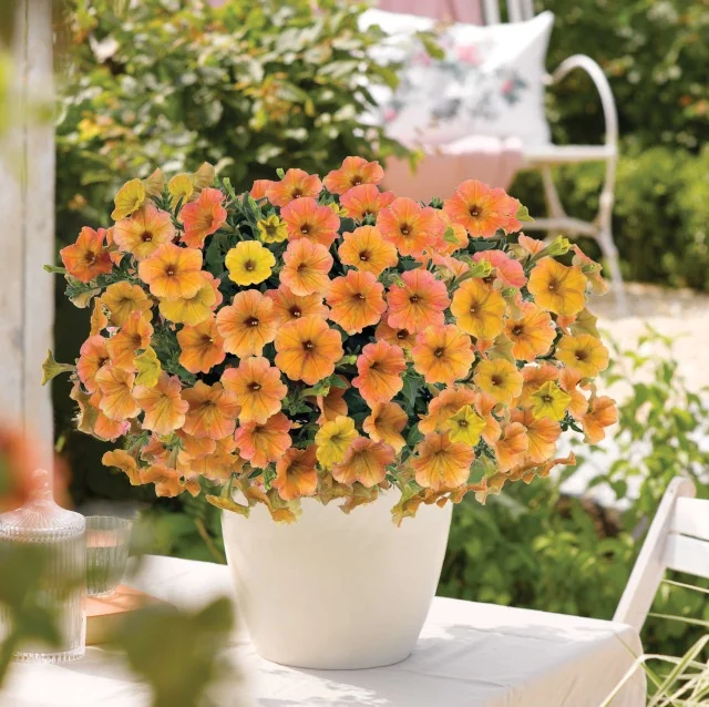 Cascadias Petunia (Petunia hybrida Cascadias™ Series) displaying abundant orange and yellow flowers with dark centers in a white container, shown in full bloom on a sunny patio to demonstrate mature size and prolific flowering habit.