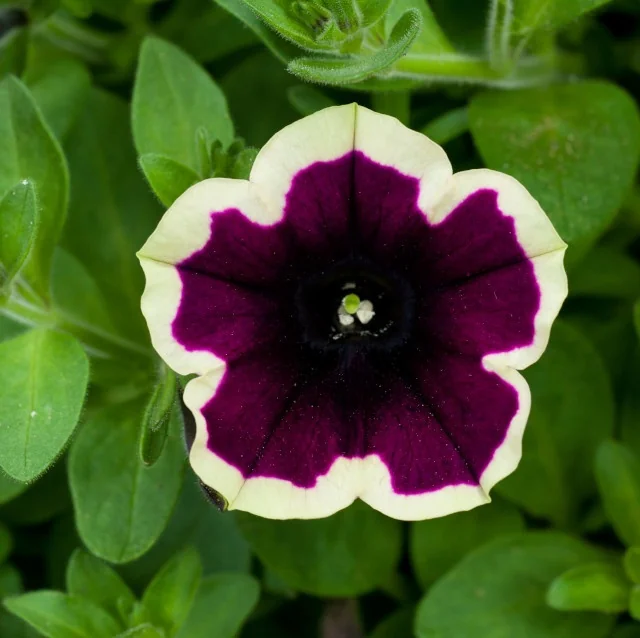 Close-up of Cascadias™ Petunia (Petunia hybrida) flower with deep magenta-purple center and cream-white ruffled petals, yellow stamens visible, surrounded by green foliage, showing the distinctive bicolor bloom pattern.