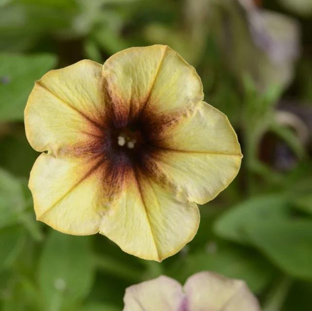 Close-up of Cascadias Autumn Mystery petunia flower with soft yellow petals and deep burgundy throat markings, showing the distinctive veined pattern and central stamens, displayed against blurred green foliage to highlight the bloom's ornamental color contrast.