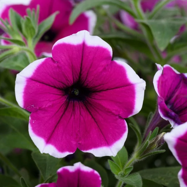 Close-up of Cascadias™ Petunia (Petunia hybrida Cascadias™ Series) blooming with deep magenta petals edged in white and a dark center, surrounded by green foliage and additional flowers, showing the distinctive bicolor bloom pattern.