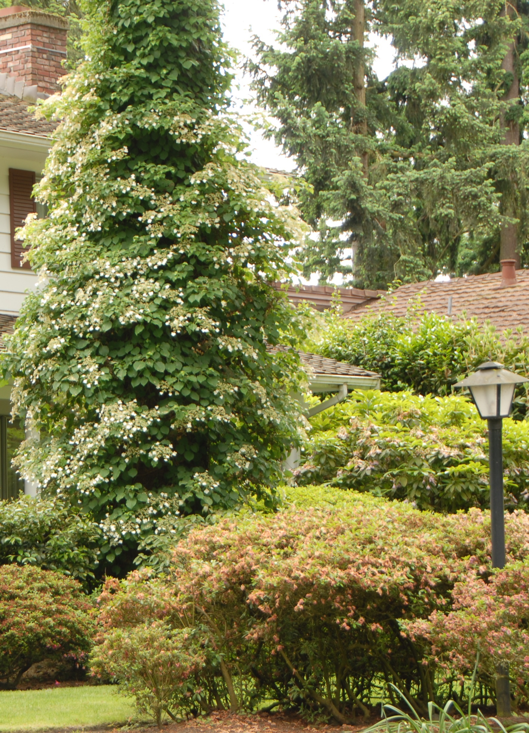 Climbing Hydrangea