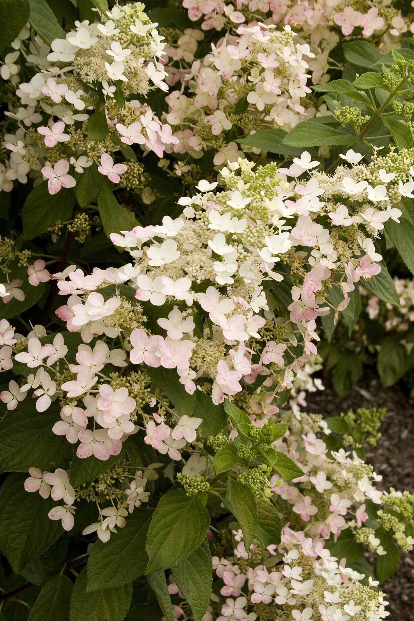チェリー天使 Angel's Blush® Hydrangea, Hydrangea paniculata 'Ruby', Monrovia Plant