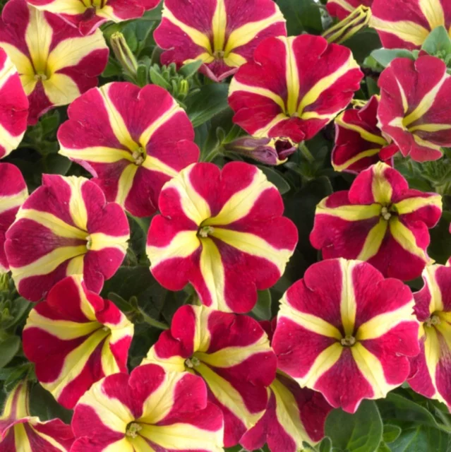 Amore Queen of Hearts petunia (Petunia hybrida) displays vibrant magenta petals with distinctive cream-yellow star striping and yellow throat, shown in a dense cluster of open blooms with green foliage, demonstrating the variety's striking bicolor pattern and prolific flowering habit.