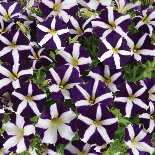 Amore™ Petunia (Petunia hybrida) displays abundant deep purple and white striped flowers with yellow centers in a full, blooming overhead view, demonstrating the variety's distinctive bi-color petals and prolific flowering habit.