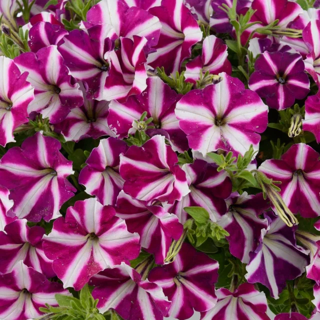 Amore™ Petunia (Petunia hybrida) close-up showing vibrant magenta and white striped flowers in full bloom, with green foliage visible between blooms, demonstrating the variety's prolific flowering habit.
