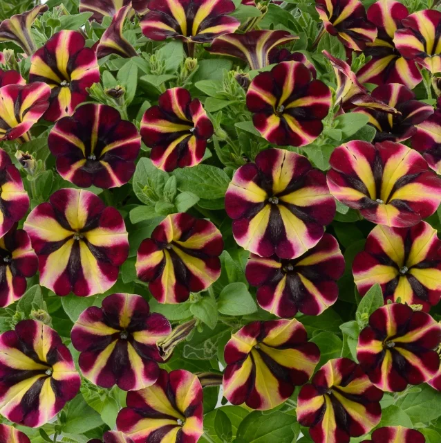 Amore™ Petunia (Petunia hybrida Amore™ Series) displaying deep burgundy and bright yellow striped flowers in full bloom, viewed from above in a dense planting showing abundant flowering and lush green foliage, demonstrating the variety's prolific color and garden performance.