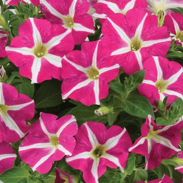 Amore™ Petunia (Petunia hybrida) displaying vibrant magenta flowers with white star-shaped centers and golden stamens, viewed from above showing dense blooms and green foliage, demonstrating the prolific flowering characteristic of this variety.