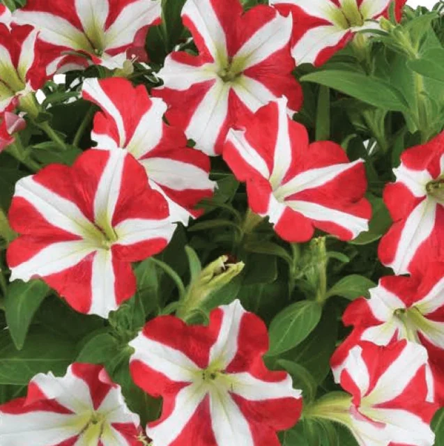 Amore King of Hearts petunia (Petunia hybrida) displays vibrant red flowers with distinctive white star-shaped stripes radiating from yellow-green centers, surrounded by green foliage, showing abundant blooms in a full flowering stage.