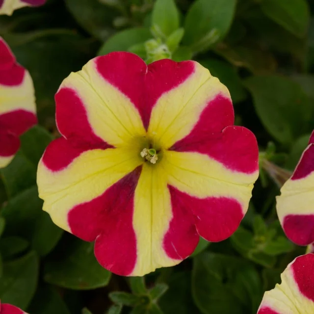 Close-up of Amore Queen of Hearts petunia flower with bright yellow petals marked by deep magenta-red star pattern and yellow center, surrounded by green foliage, showing the distinctive bicolor bloom characteristic of this variety.