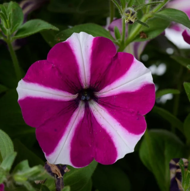 Close-up of Amore Joy Petunia (Petunia hybrida Amore™ Series), a single magenta and white striped flower with five broad petals radiating from a dark center, surrounded by green foliage and buds, demonstrating the flower's vibrant bicolor pattern and form.