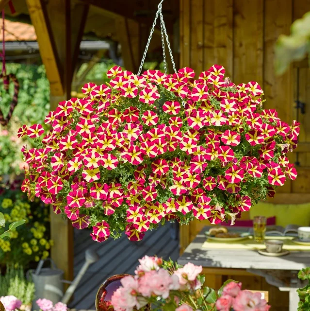 Amore™ Queen of Hearts Petunia (Petunia hybrida) hanging basket overflowing with magenta and yellow star-striped flowers, displayed suspended under a pergola near an outdoor dining area, showing full mature bloom.