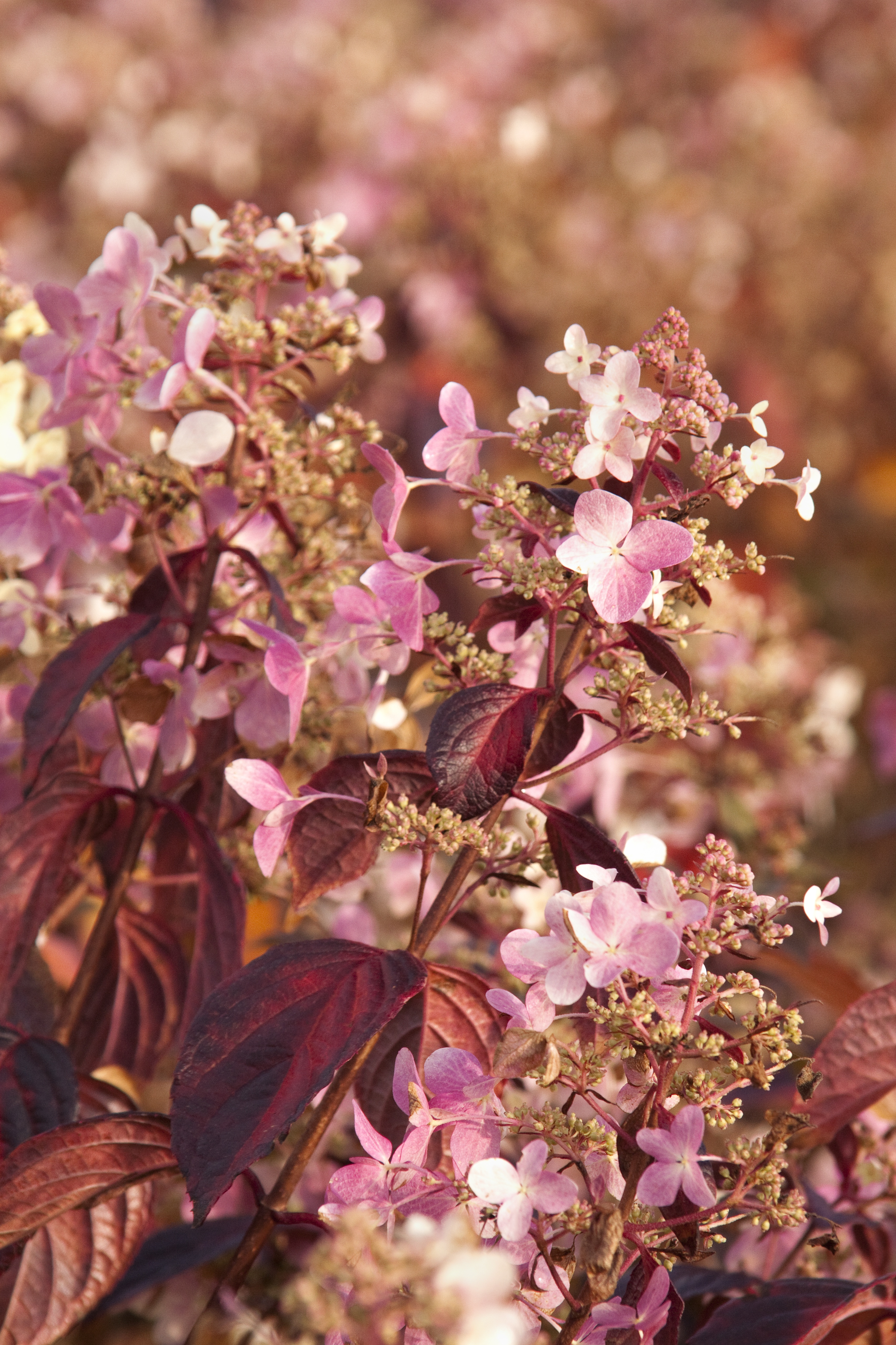チェリー天使 Angel's Blush® Hydrangea, Hydrangea paniculata 'Ruby', Monrovia Plant