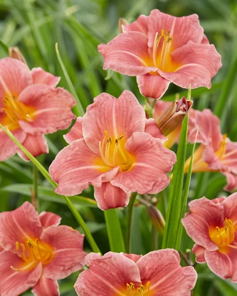 Endlesslily® Coral Daylily (Hemerocallis fulva 'DHEMCORAL') displaying multiple coral-pink flowers with golden-yellow centers and ruffled petals, surrounded by green strappy foliage, showing the plant's prolific blooming habit.