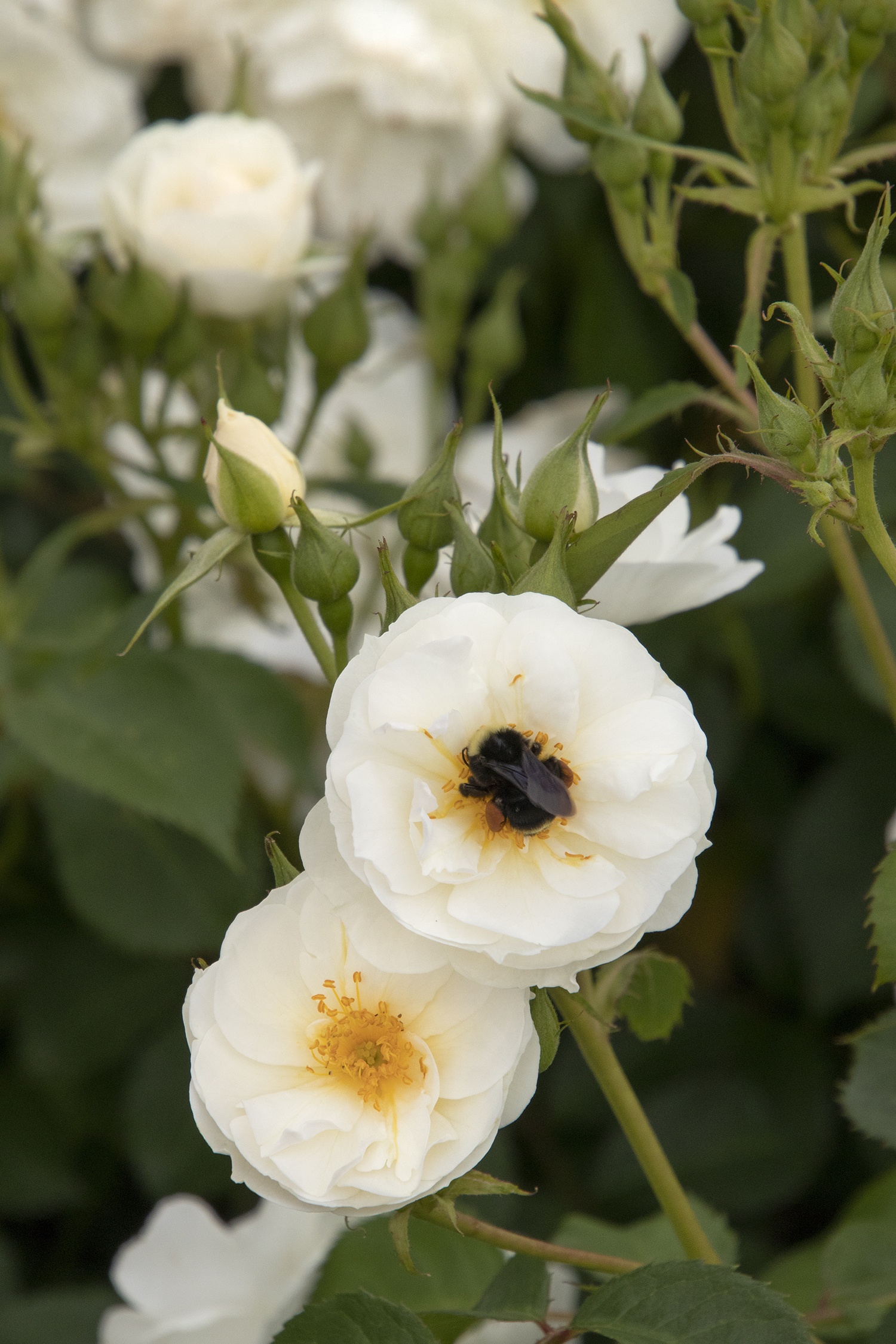 Nitty Gritty® White Rose, Rosa x 'RUIBG0025A' PP #33,151, Monrovia