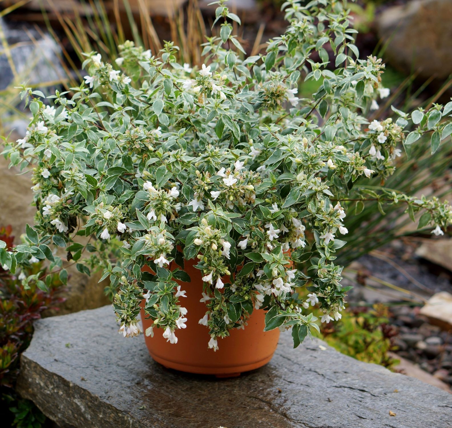 パピリオ・ラマルケイ（1オス・ボリビア） Lucky Lots Abelia, Abelia x grandiflora 'Wevo01' PP #26,126