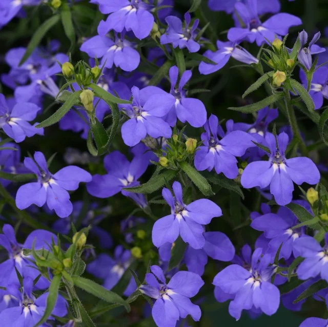 Magadi™ Lobelia (Lobelia erinus Magadi™ Series) displaying clusters of small, bright indigo-blue flowers with rounded petals and pale centers, growing on soft green branching stems with buds and foliage, shown in close-up to highlight the prolific blooming habit.