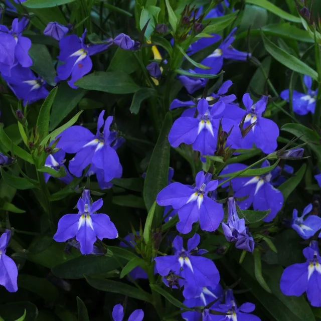 Magadi™ Lobelia (Lobelia erinus Magadi™ Series) displaying vivid blue-purple flowers with white centers clustered among narrow green foliage, photographed at full bloom to show flowering density and mature plant appearance.