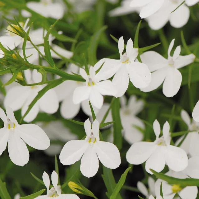 Magadi™ Lobelia (Lobelia erinus Magadi™ Series) displays clusters of pure white five-petaled flowers with yellow centers on slender green stems, shown in close-up to showcase the delicate blooms and compact flowering habit ideal for containers and borders.