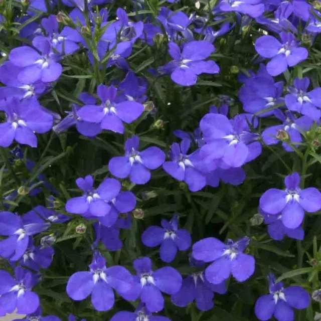 Magadi™ Lobelia (Lobelia erinus) displaying dense clusters of bright purple-blue flowers with white centers and dark green foliage, shown as a full, mounded plant in bloom to demonstrate mature flowering habit.