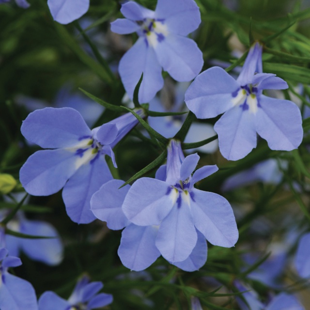 plant of rosemary Gurney's Herb Rosemary (100 Seed Packet) main image 0