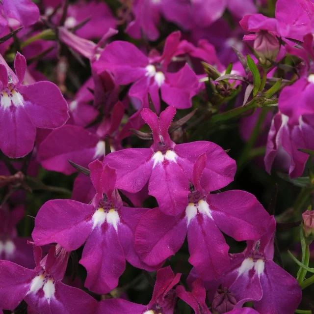 Magadi™ Lobelia (Lobelia erinus) displays vibrant magenta-purple flowers with distinctive white centers, shown in close-up to demonstrate the bloom color and compact flowering habit of this variety.