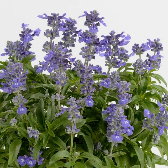 Sallyfun™ Salvia (Salvia farinacea Sallyfun™ Series) with vibrant purple-blue flowers densely packed on tall spikes above narrow green foliage, photographed against a light background to showcase full plant bloom and flowering habit.