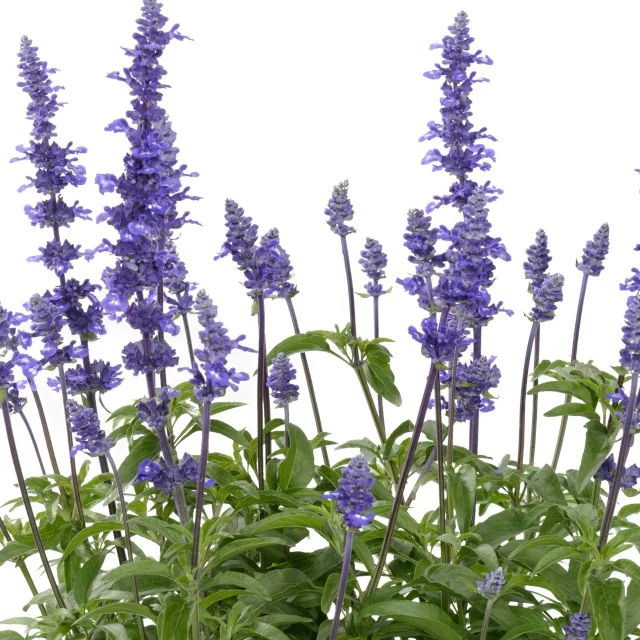 Sallyfun™ Salvia (Salvia farinacea) displaying dense spikes of deep purple-blue flowers on tall, narrow stems with green foliage, photographed from a front angle showing full plant habit and multiple bloom stages for garden display purposes.