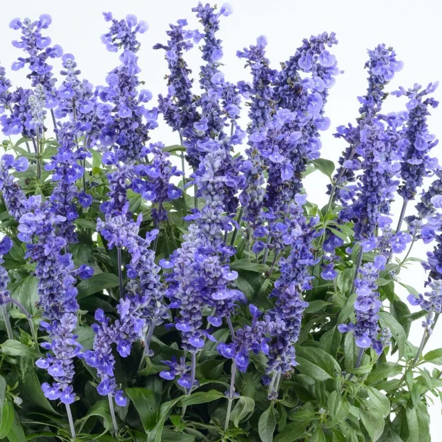 Sallyfun™ Deep Ocean Salvia (Salvia farinacea) displays tall spikes of deep purple-blue flowers densely packed along sturdy green stems with narrow foliage, shown in full bloom demonstrating mature flowering performance in a garden setting.
