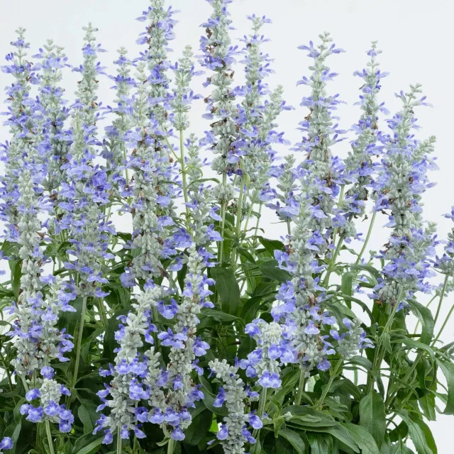Sallyfun™ Sky Blue Salvia (Salvia farinacea) displays tall spires of soft periwinkle-blue flowers densely packed along green stems with narrow foliage, shown at full bloom in a garden setting to demonstrate the plant's mature flowering height and abundant color.