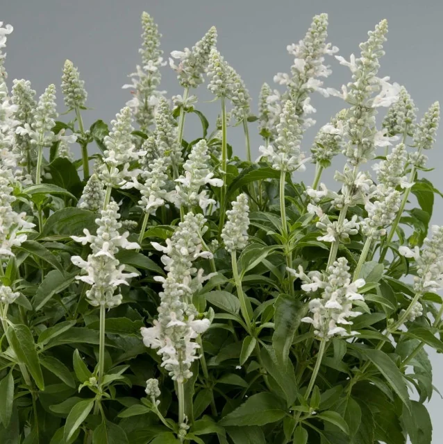 Sallyfun™ Snowhite Salvia (Salvia farinacea) displaying dense spikes of pure white flowers with soft green foliage, photographed as a full plant showing mature flowering habit and overall garden performance.