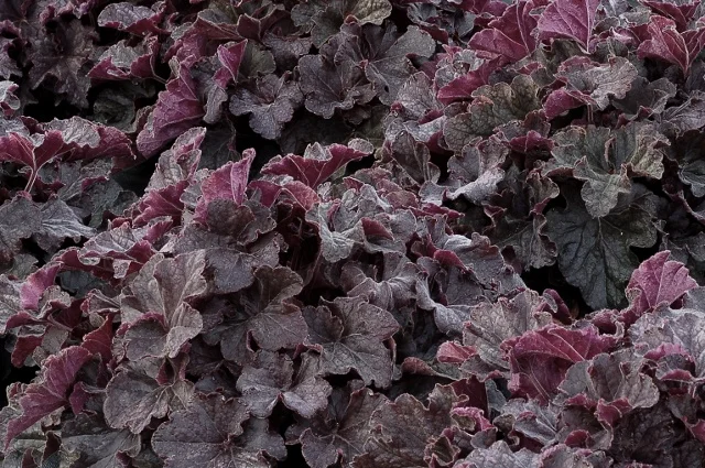 Terra Nova Nurseries