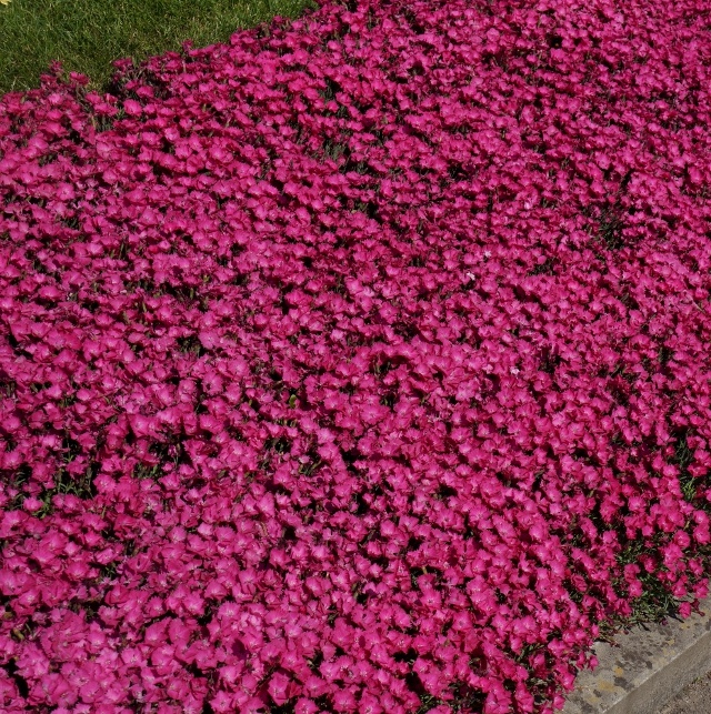 Vivid™ Bright Light Dianthus, Monrovia Plant