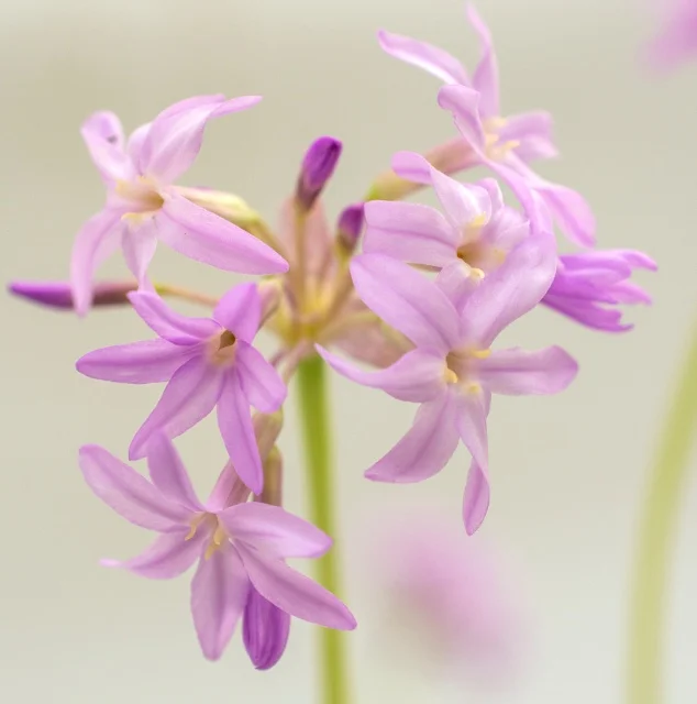 Star Roses/Ball Horticultural